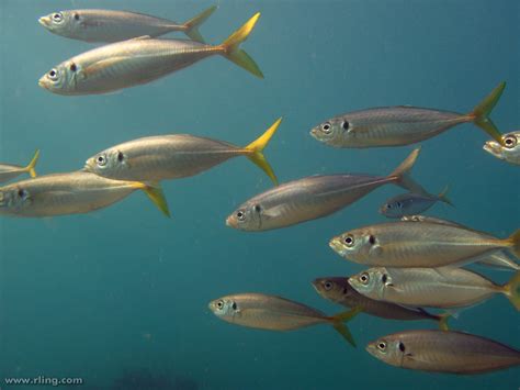 akule fish in english|Yellowtail scad .
